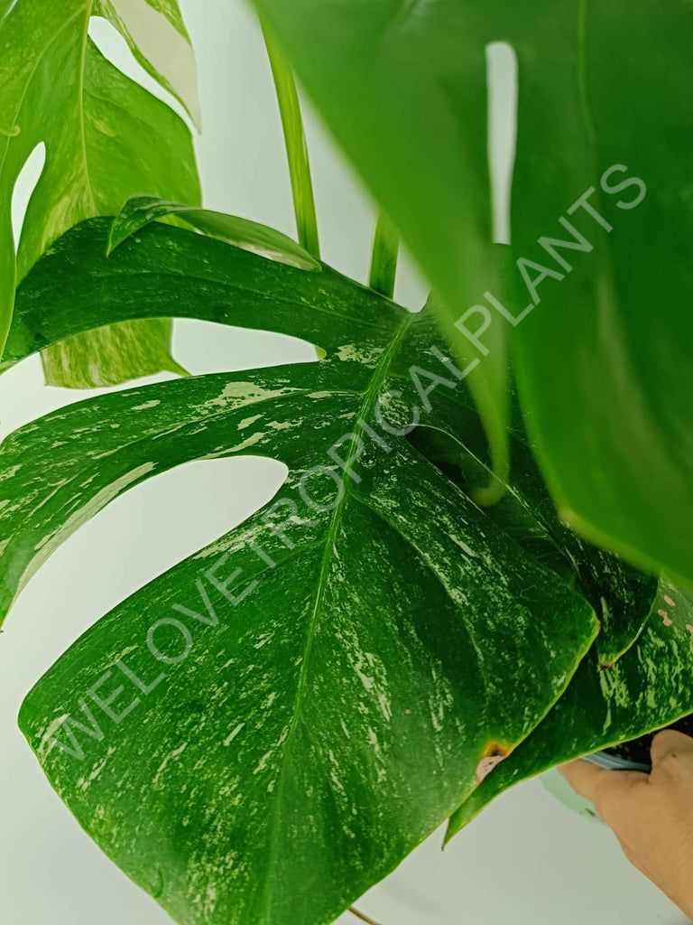 Monstera variegata albo