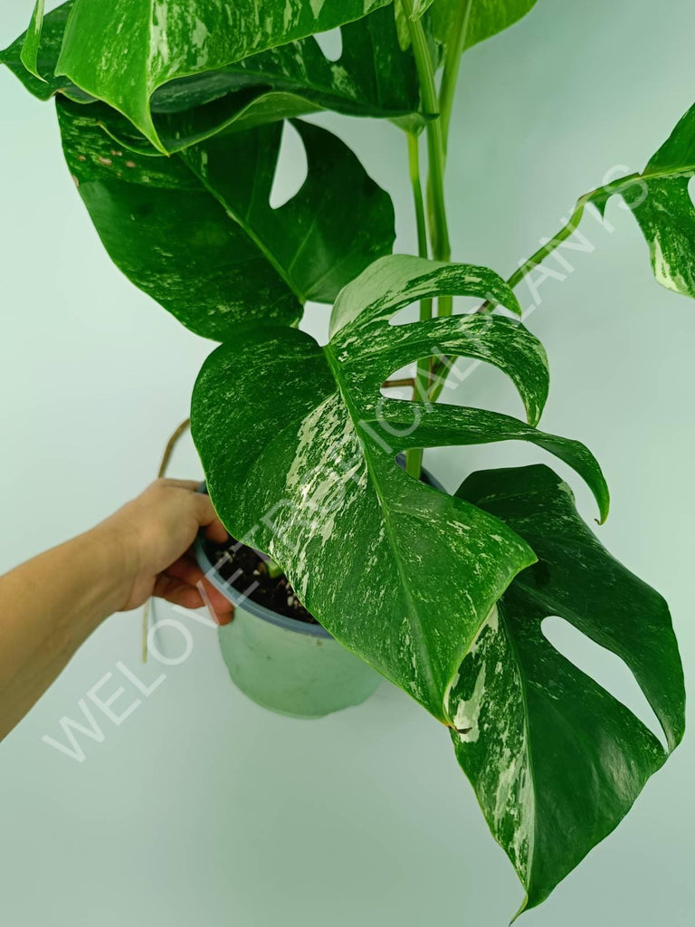 Monstera variegata albo