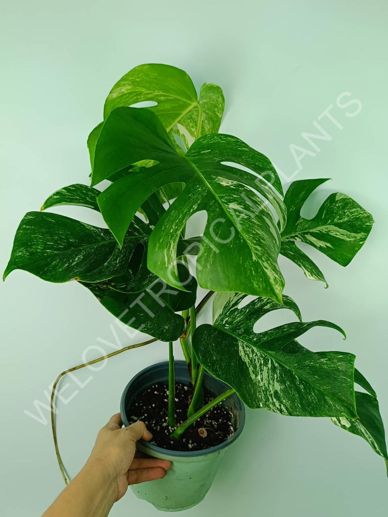 Monstera variegata albo