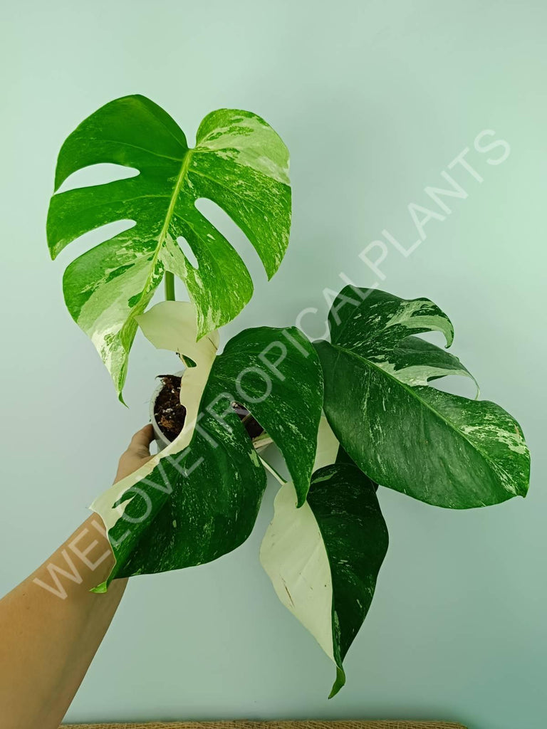 Monstera variegata albo