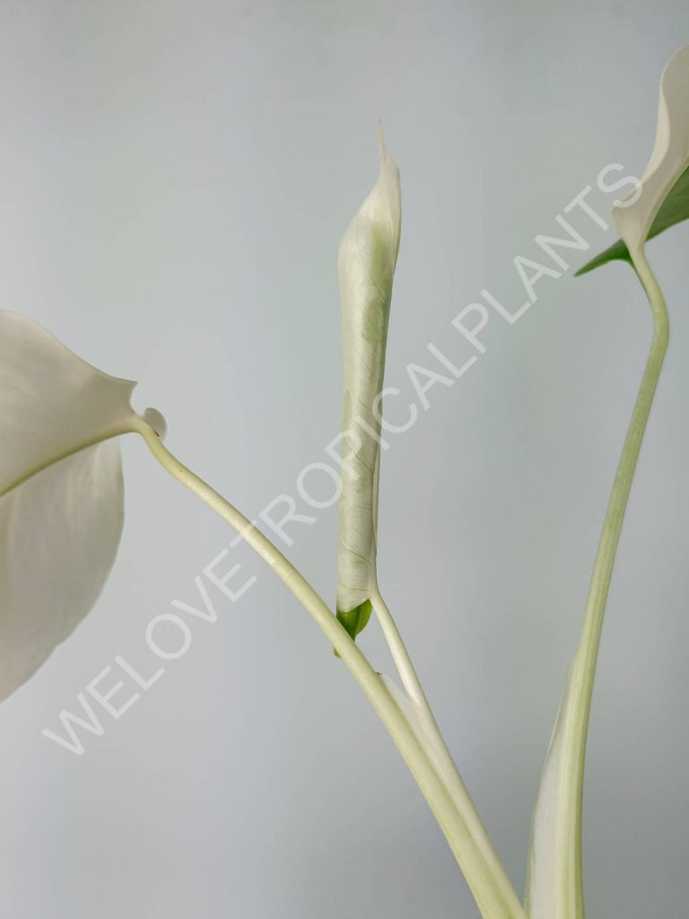 Monstera variegata albo extra white