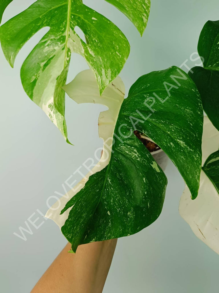 Monstera variegata albo