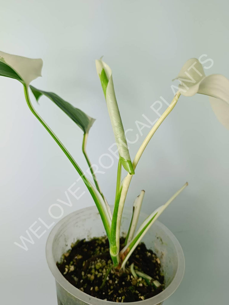 Monstera variegata albo extra white