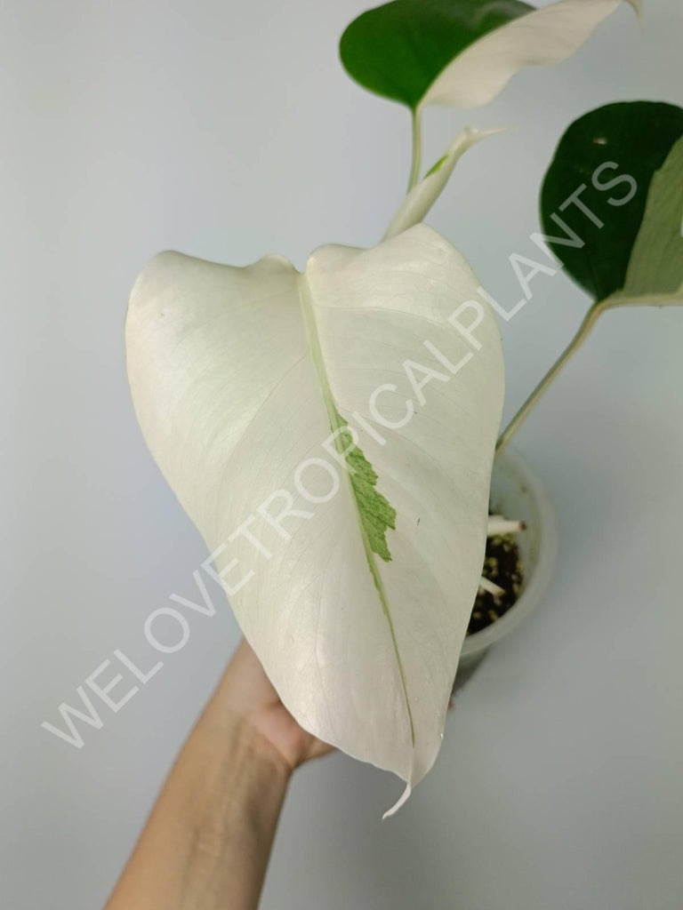 Monstera variegata albo extra white