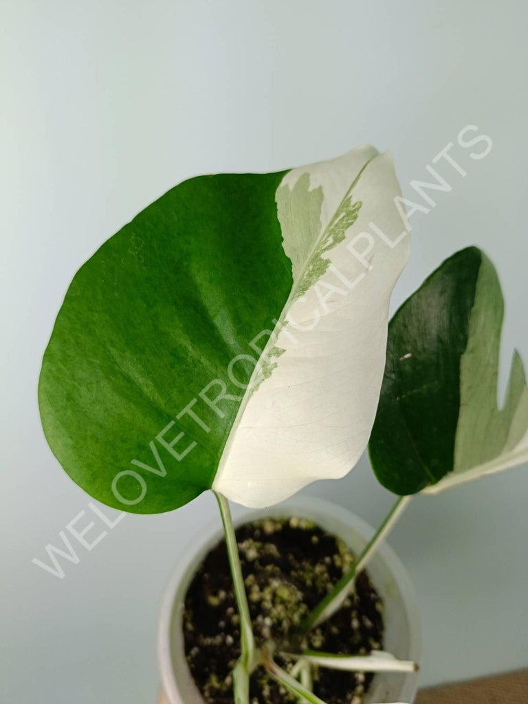 Monstera variegata albo extra white