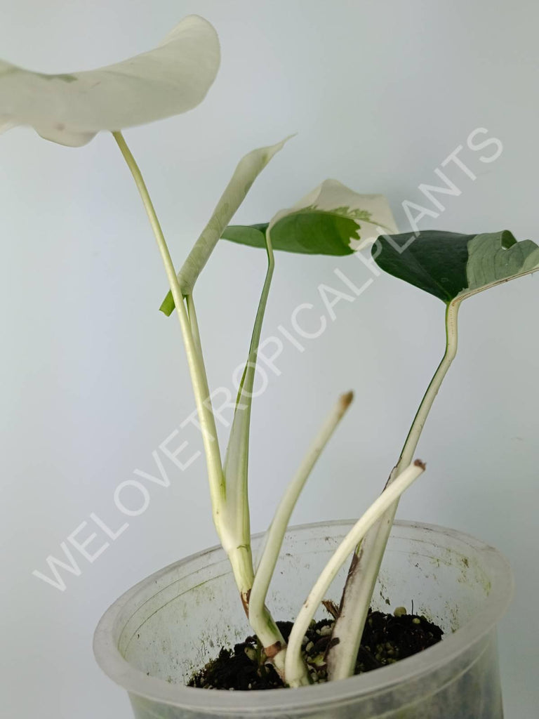 Monstera variegata albo extra white