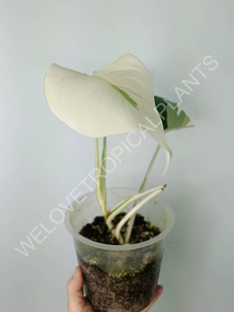 Monstera variegata albo extra white