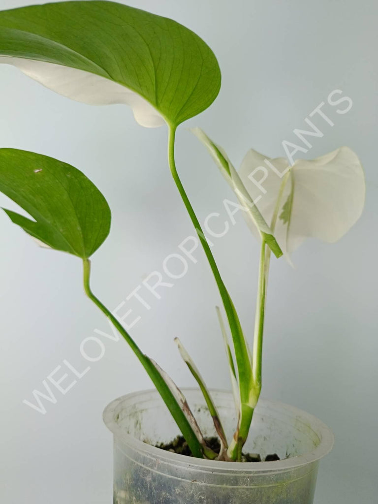 Monstera variegata albo extra white