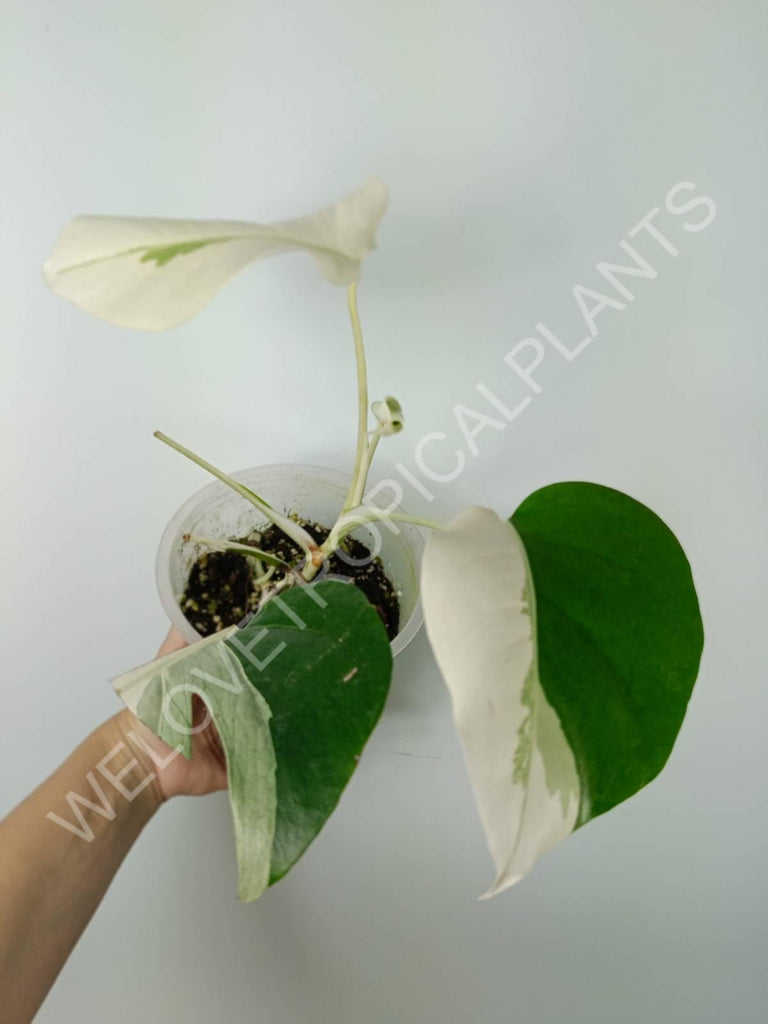 Monstera variegata albo extra white