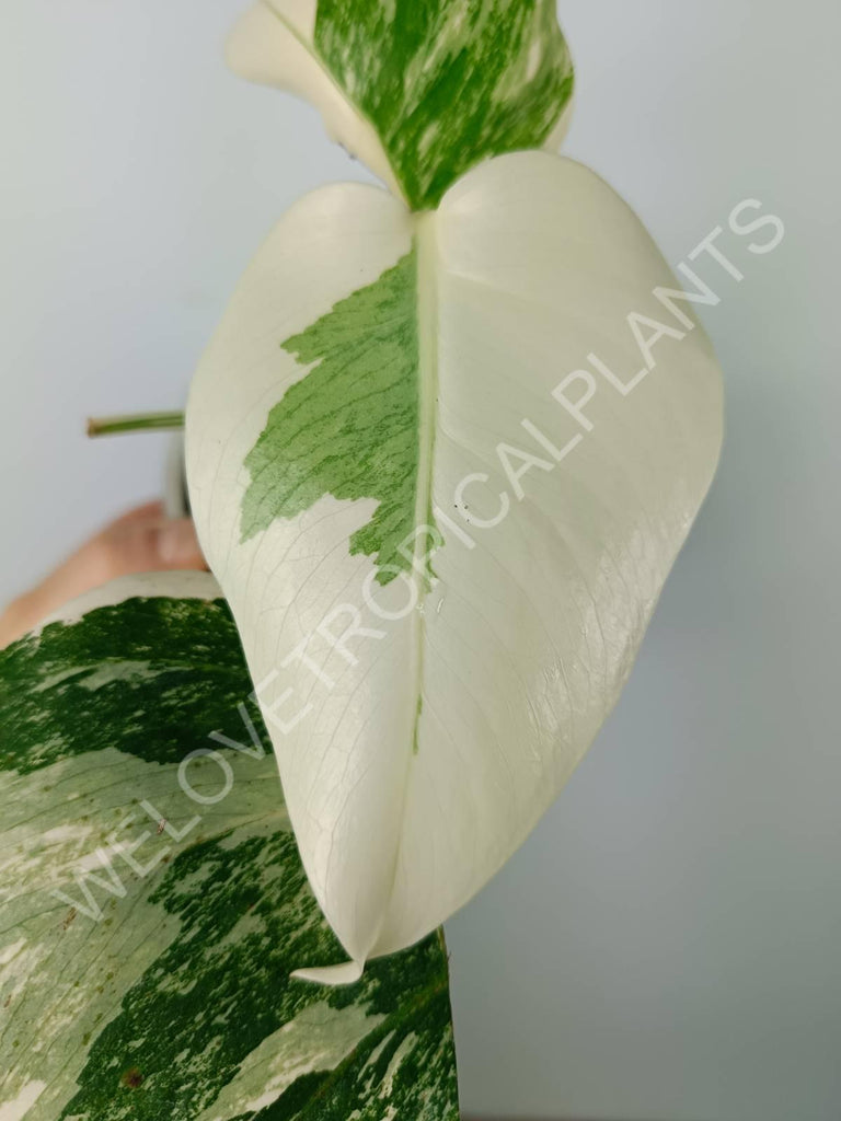 Monstera variegata albo extra white