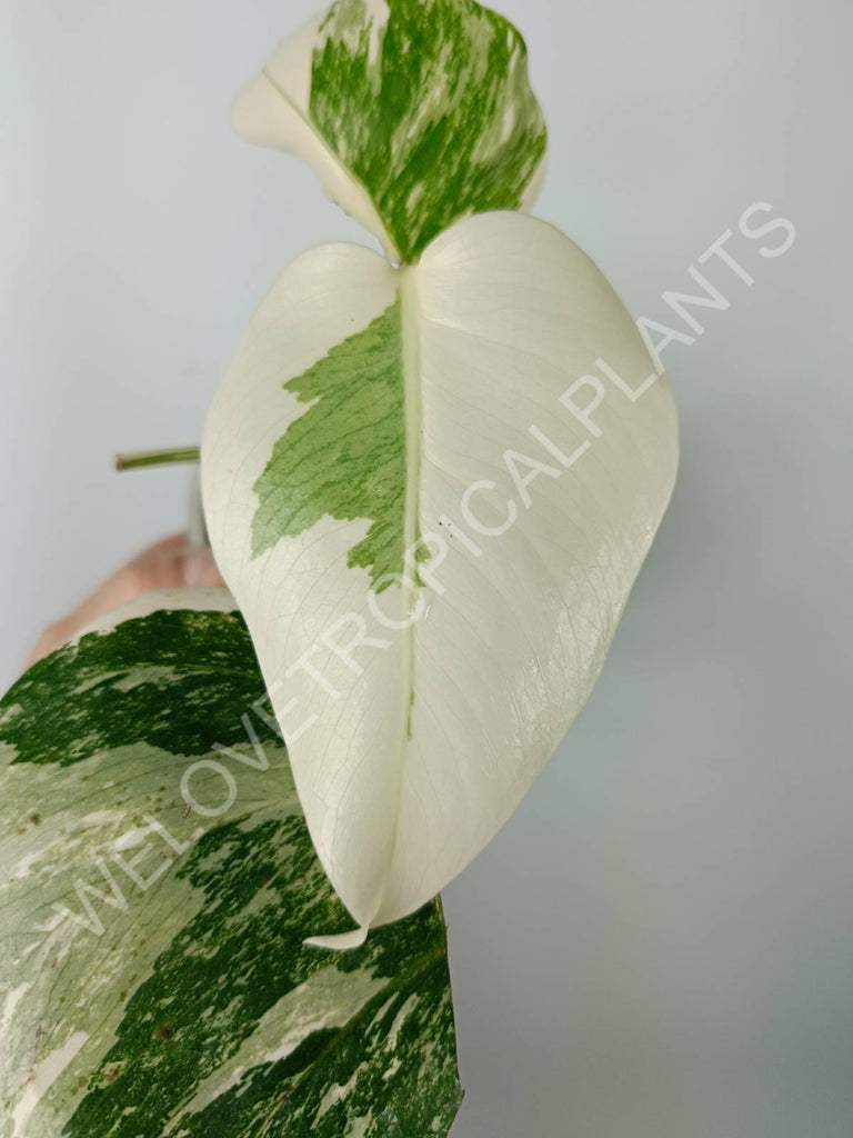 Monstera variegata albo extra white