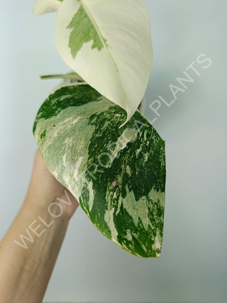 Monstera variegata albo extra white