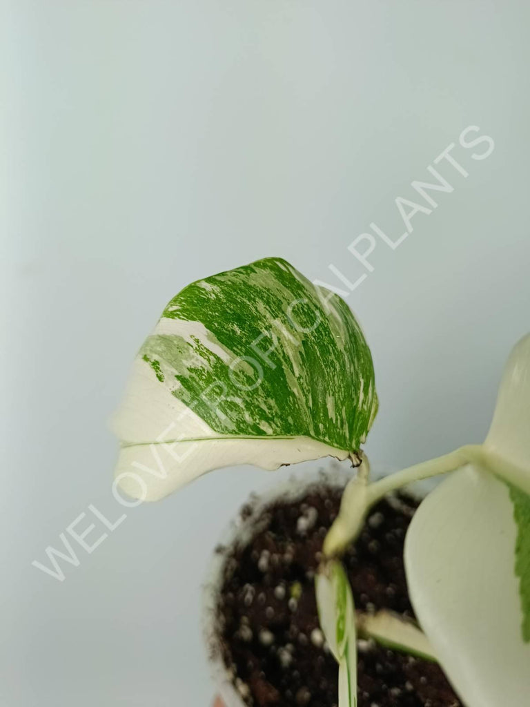 Monstera variegata albo extra white