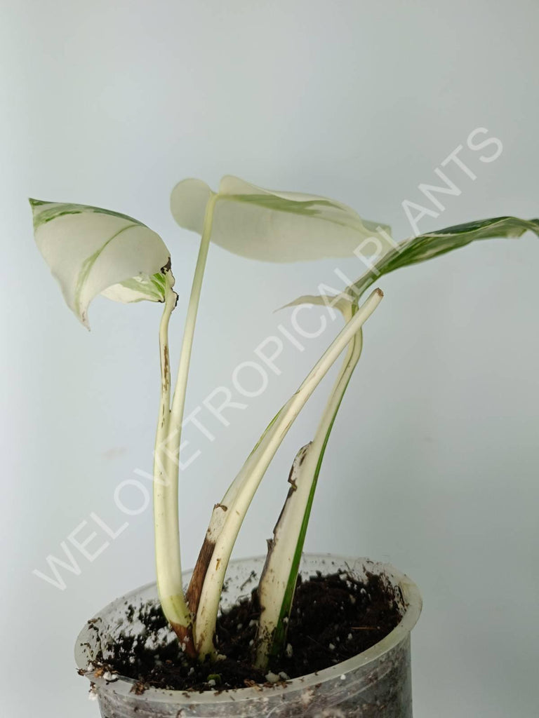 Monstera variegata albo extra white