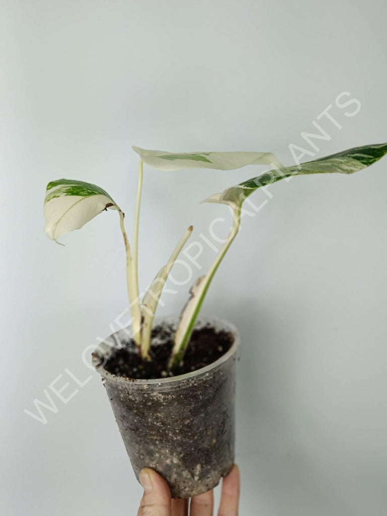 Monstera variegata albo extra white