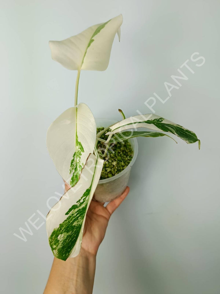 Monstera variegata albo extra white