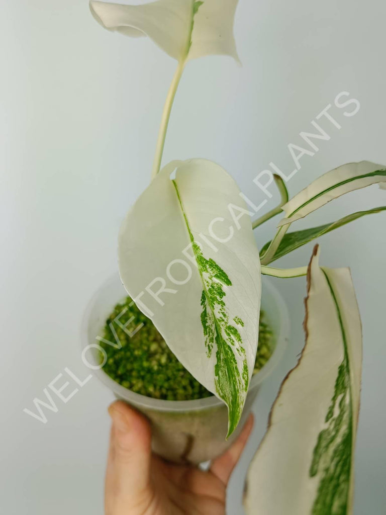 Monstera variegata albo extra white