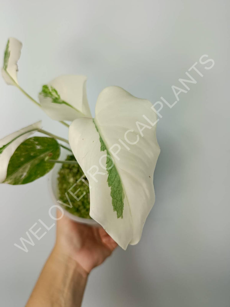 Monstera variegata albo extra white