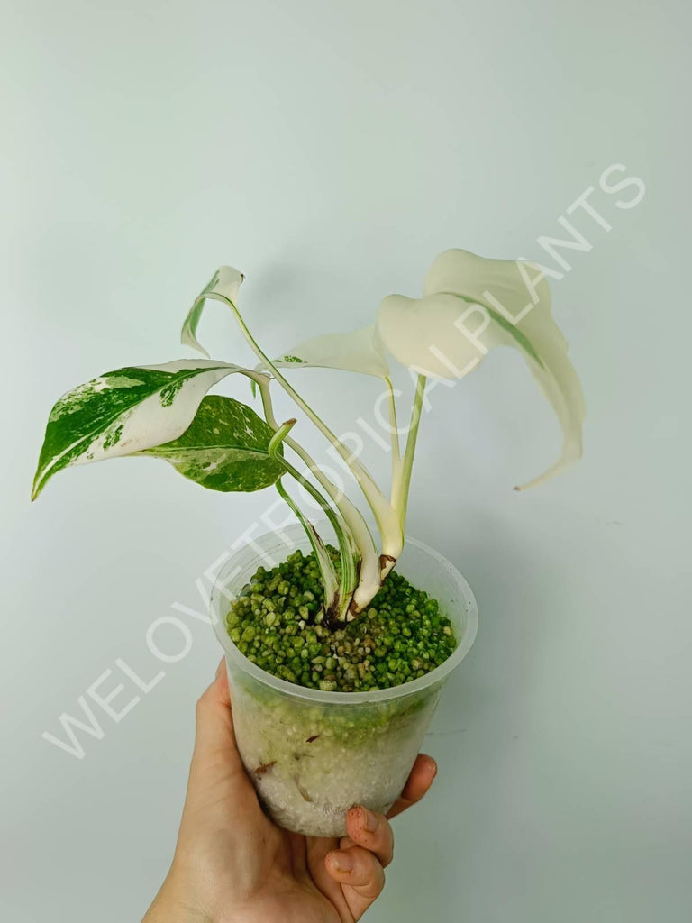 Monstera variegata albo extra white