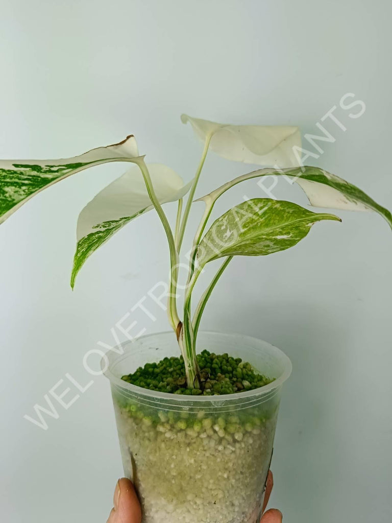 Monstera variegata albo extra white