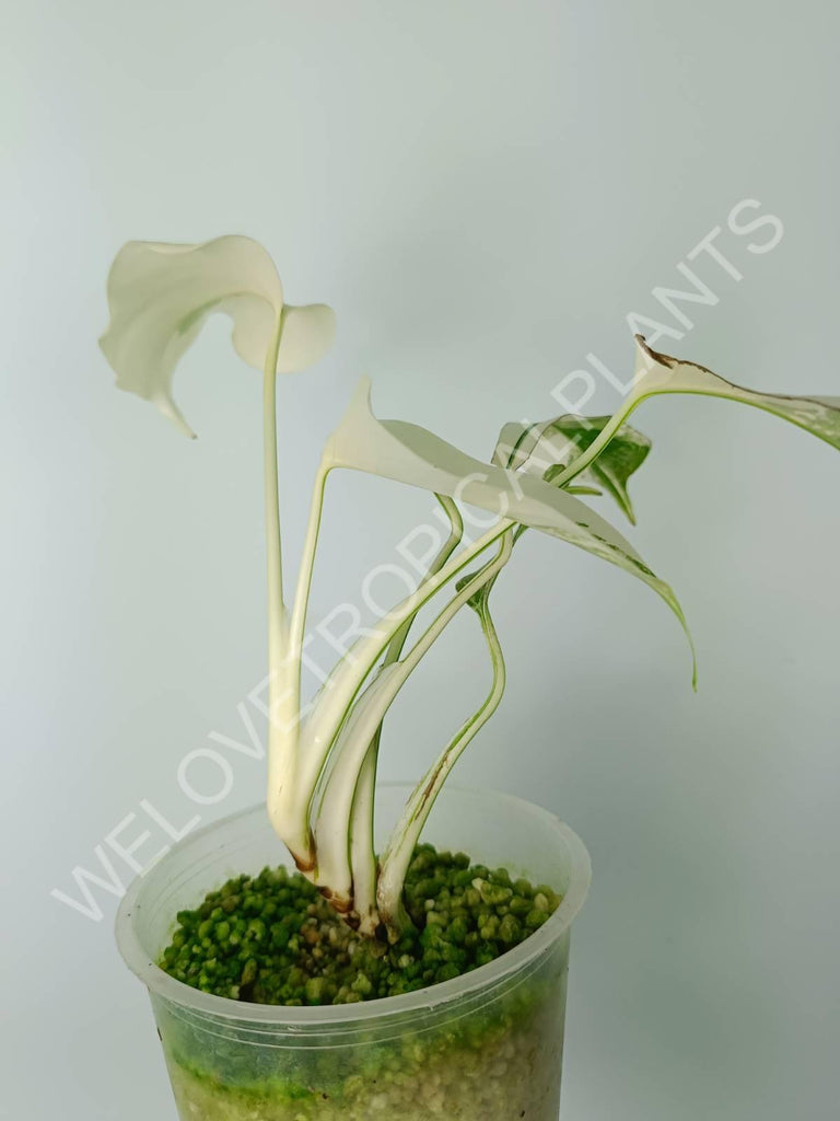 Monstera variegata albo extra white