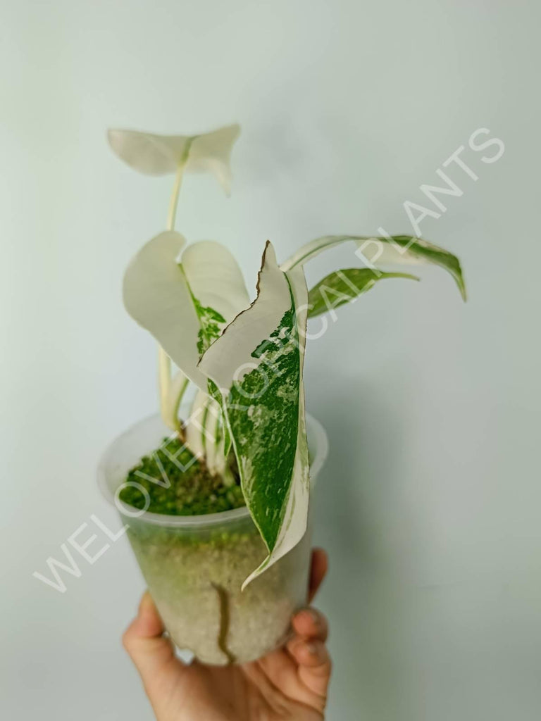 Monstera variegata albo extra white