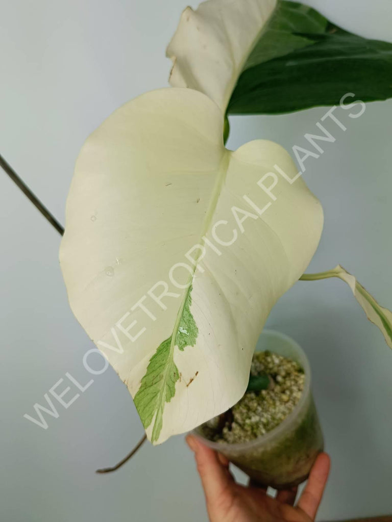 Monstera variegata albo extra white