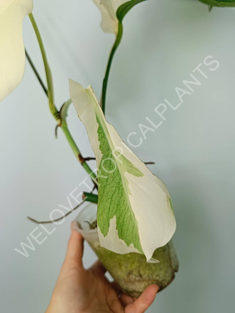 Monstera variegata albo extra white