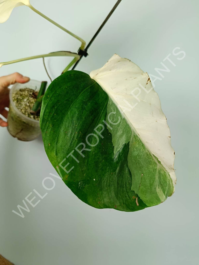 Monstera variegata albo extra white