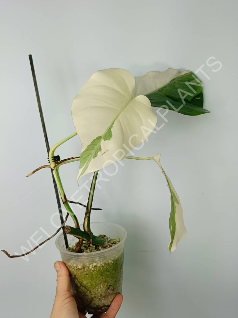 Monstera variegata albo extra white