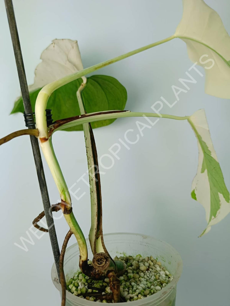 Monstera variegata albo extra white