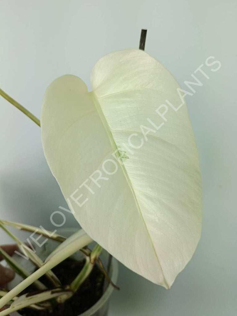 Monstera variegata albo extra white