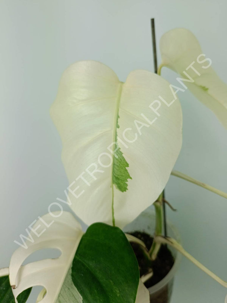 Monstera variegata albo extra white