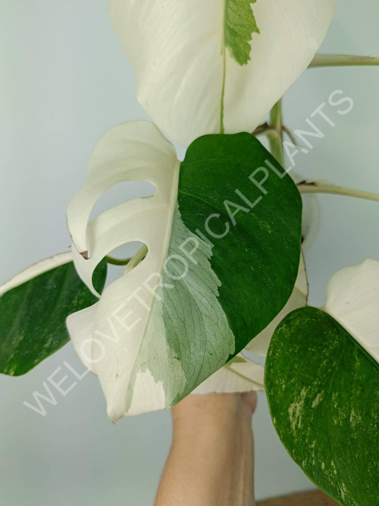 Monstera variegata albo extra white