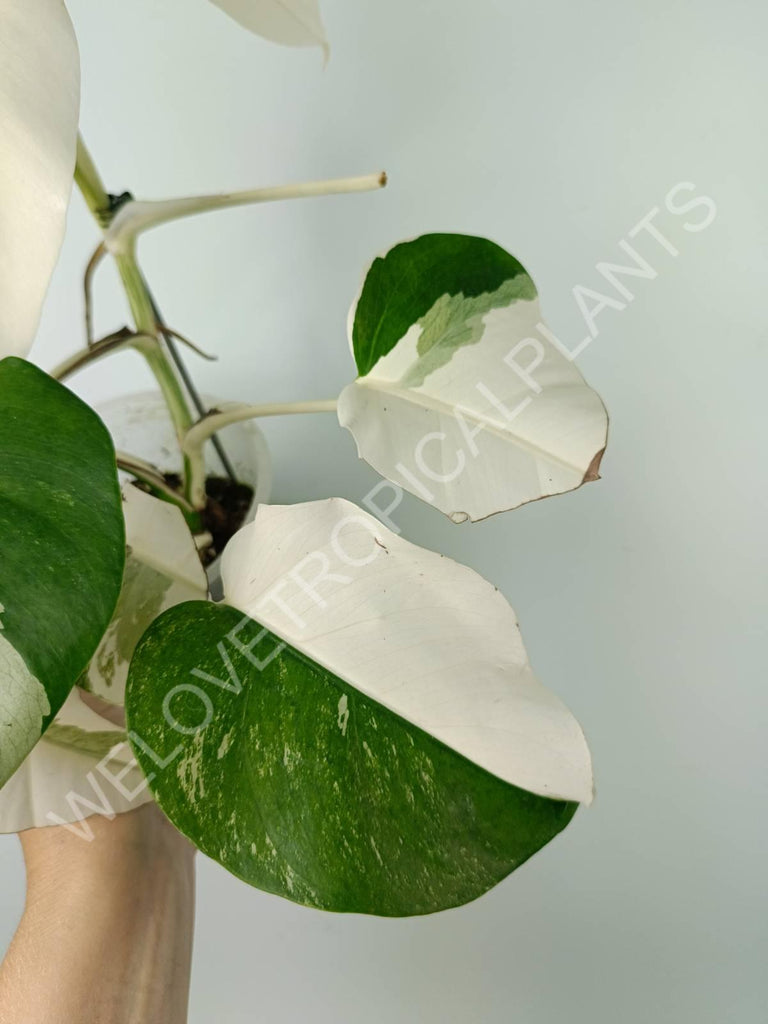 Monstera variegata albo extra white