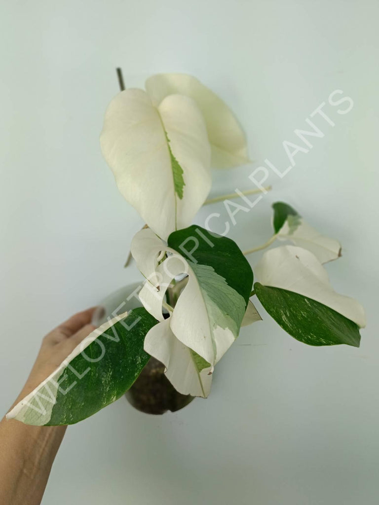 Monstera variegata albo extra white