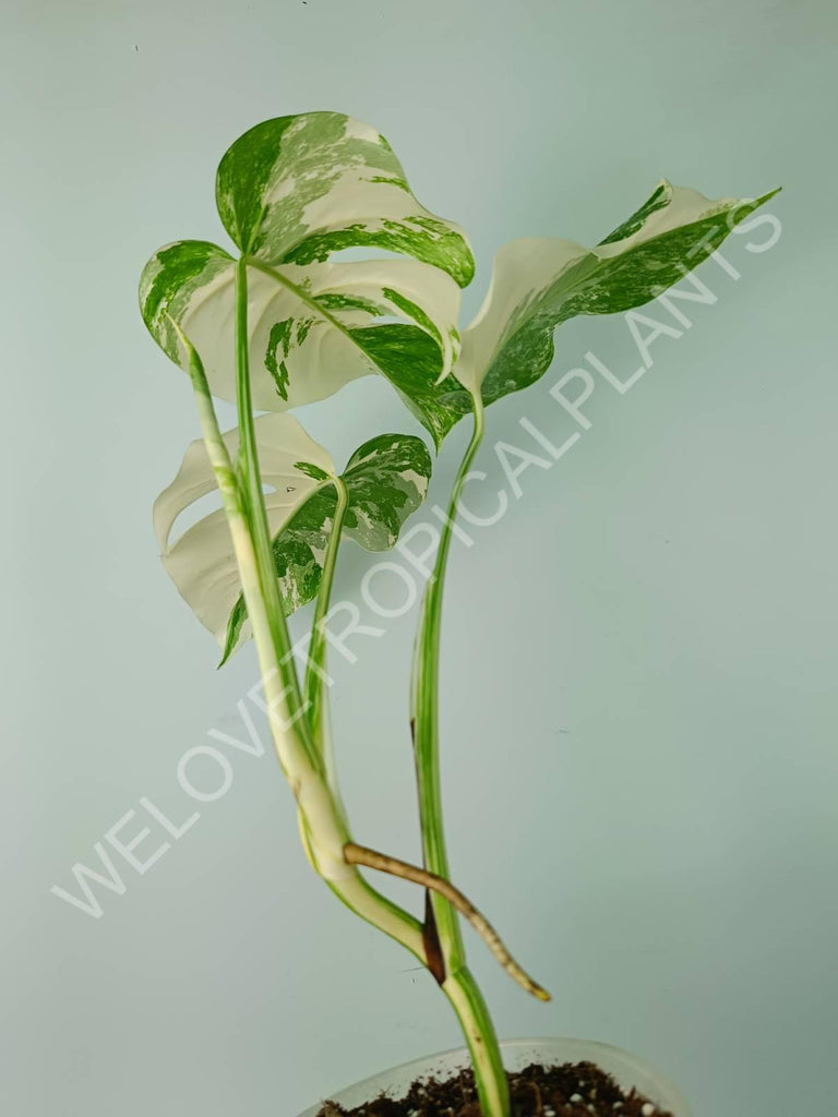 Monstera variegata albo extra white