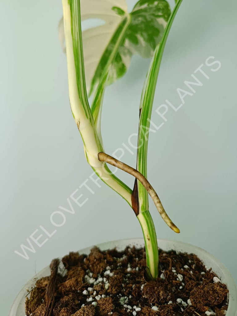 Monstera variegata albo extra white