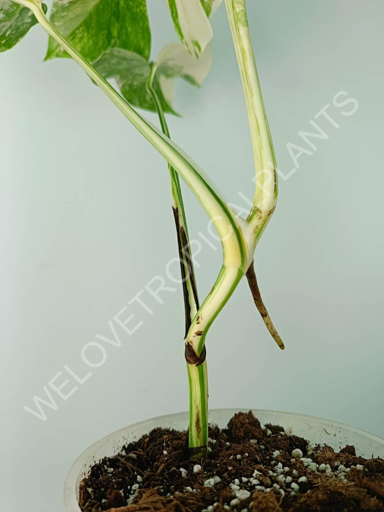 Monstera variegata albo extra white