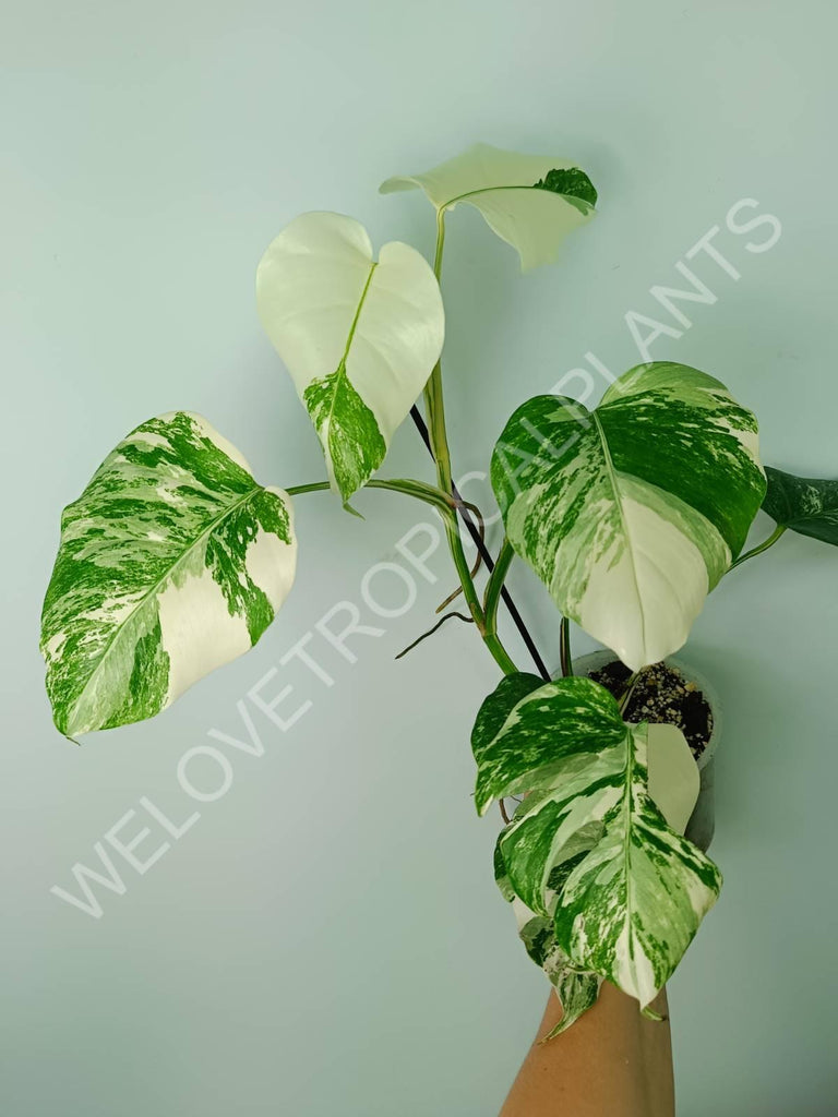 Monstera variegata albo extra white