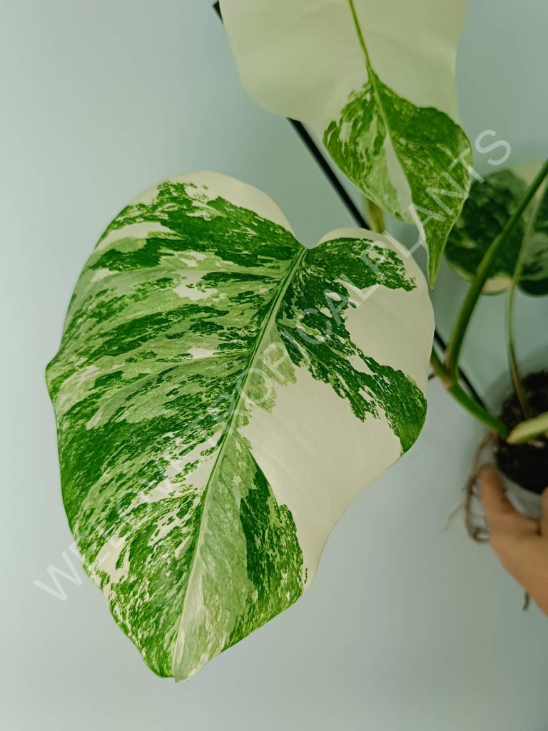 Monstera variegata albo extra white