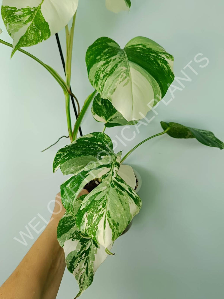 Monstera variegata albo extra white