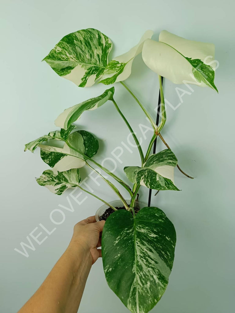 Monstera variegata albo extra white