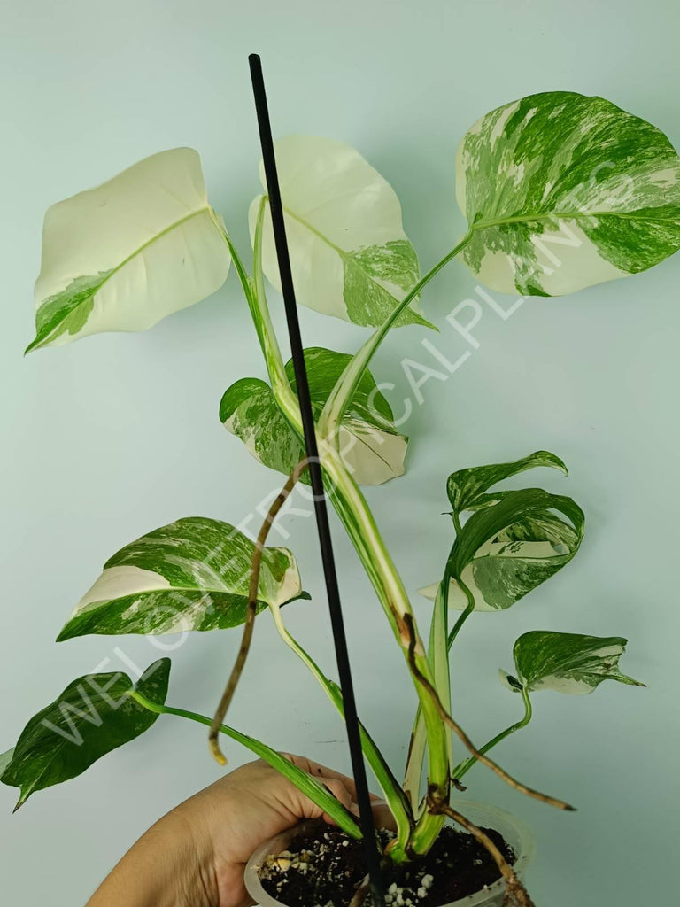 Monstera variegata albo extra white