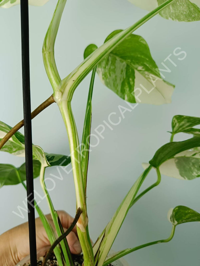 Monstera variegata albo extra white