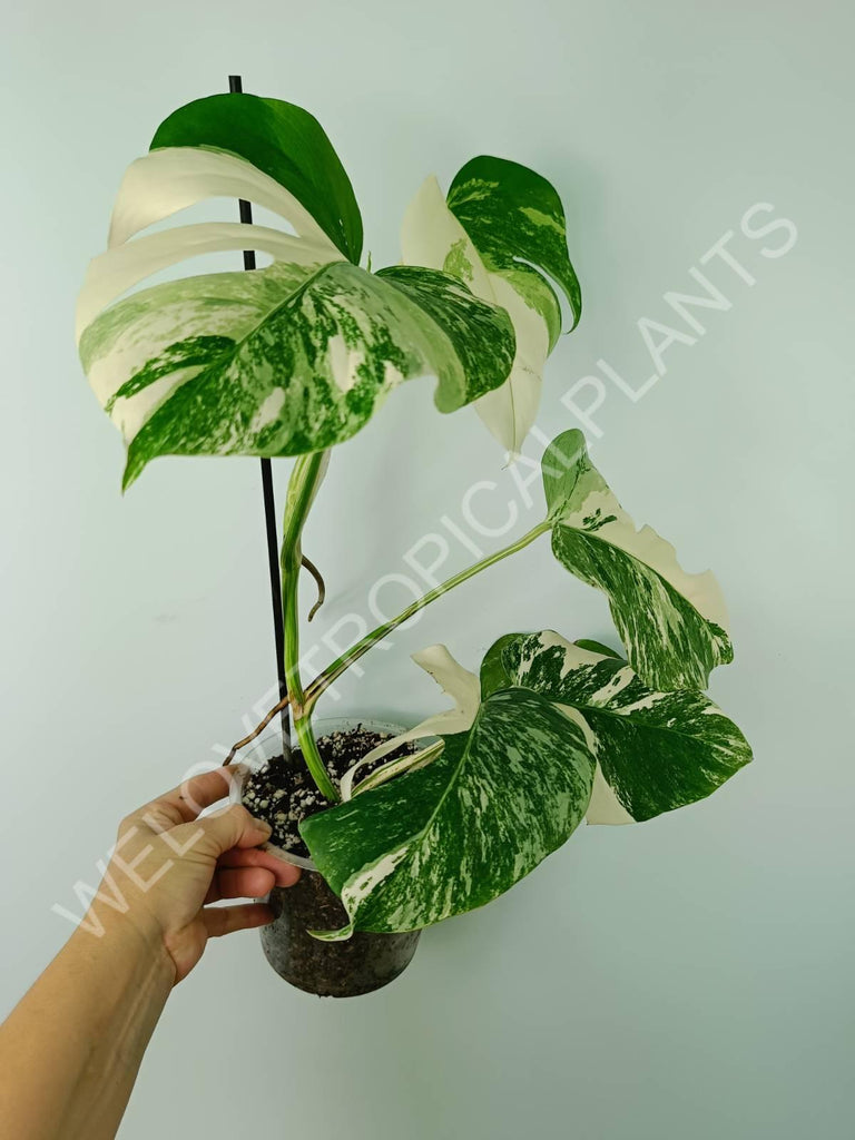 Monstera variegata albo 