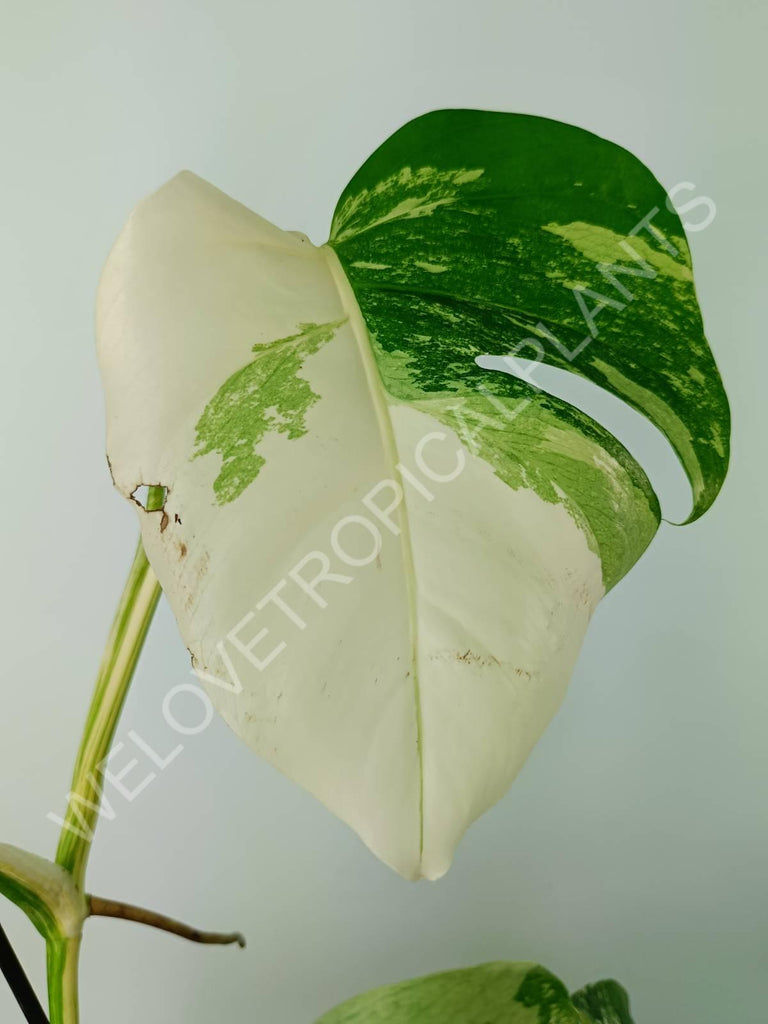 Monstera variegata albo 