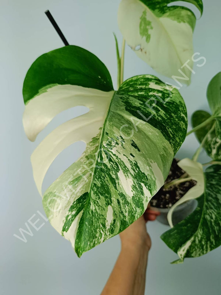 Monstera variegata albo 