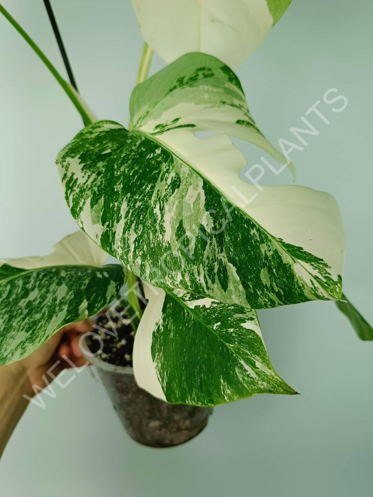 Monstera variegata albo 