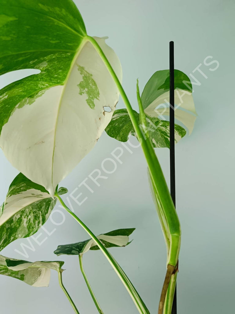 Monstera variegata albo 